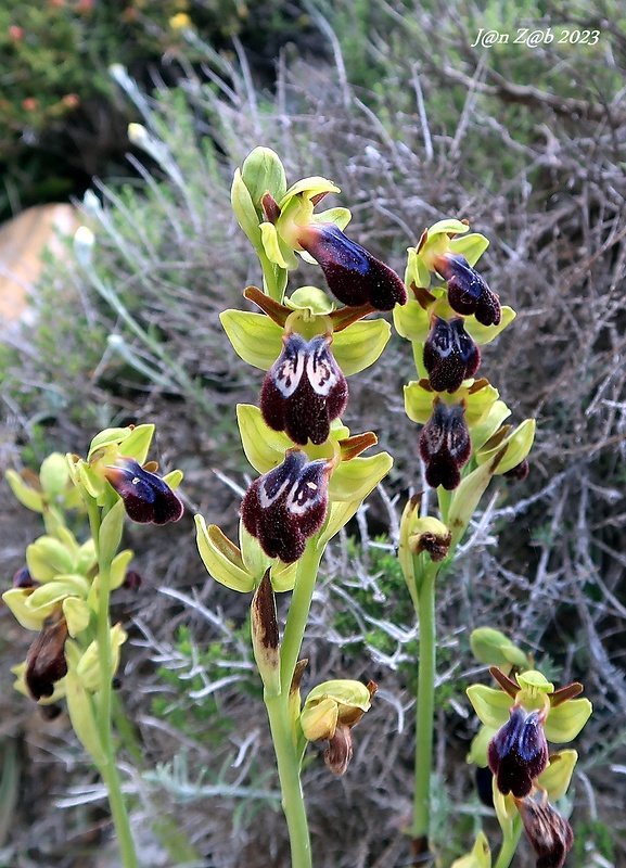 hmyzovník Ophrys fusca subsp. iricolor (Desf.) O. Schwarz