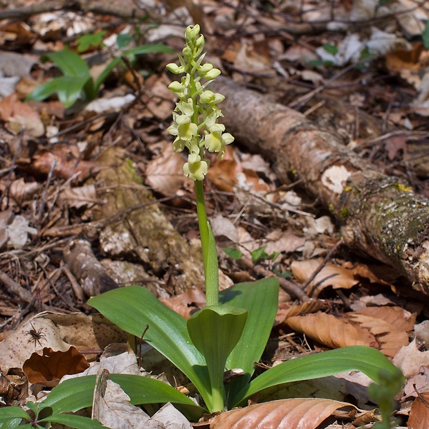 vstavač bledý Orchis pallens L.