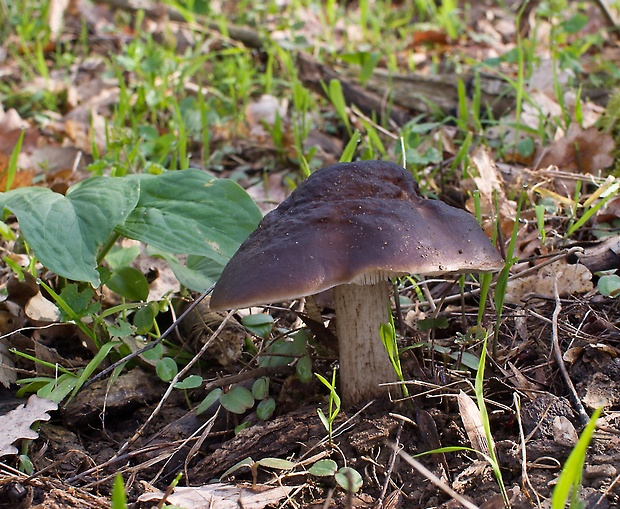 štítovka jelenia Pluteus cervinus (Schaeff.) P. Kumm.