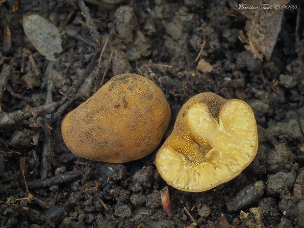 hľuzovka dlabaná Tuber excavatum Vittad.