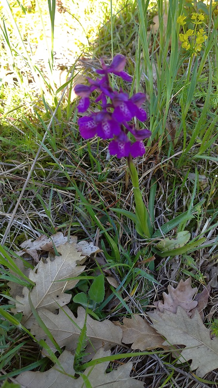 červenohlav obyčajný Anacamptis morio (L.) R. M. Bateman, A. M. Pringeon & M. W. Chase