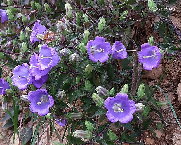 zvonček Campanula pelviformis Lam.