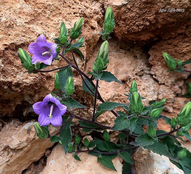 zvonček Campanula pelviformis Lam.