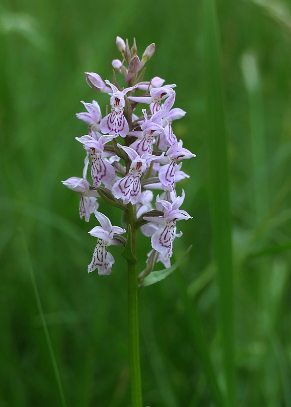 vstavačovec Dactylorhiza sp.