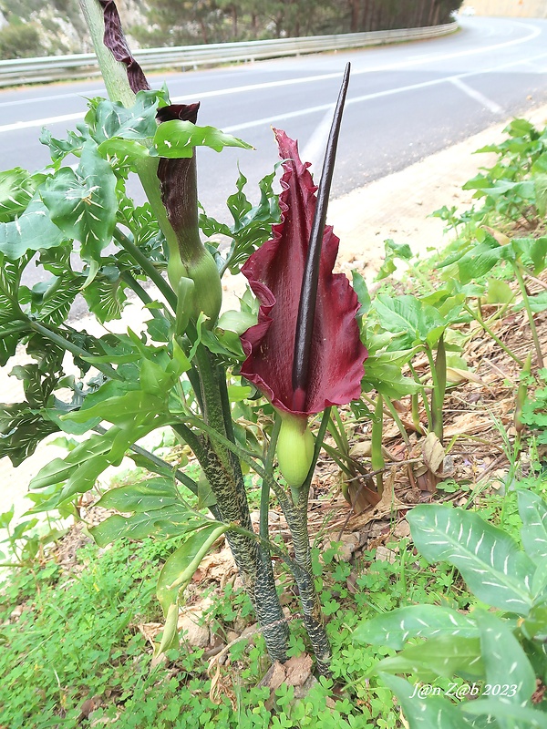 drakovec Dracunculus vulgaris Schott