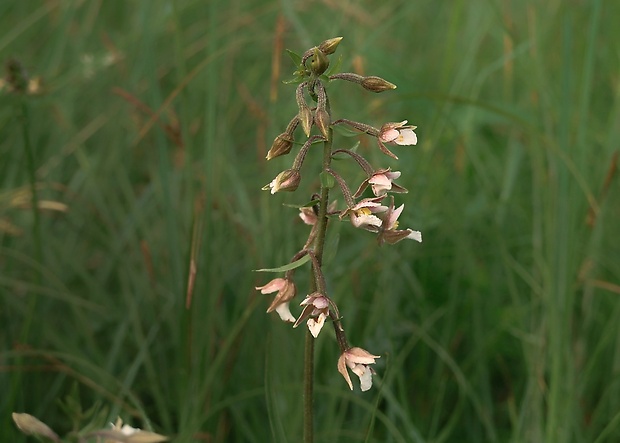 kruštík močiarny Epipactis palustris (L.) Crantz