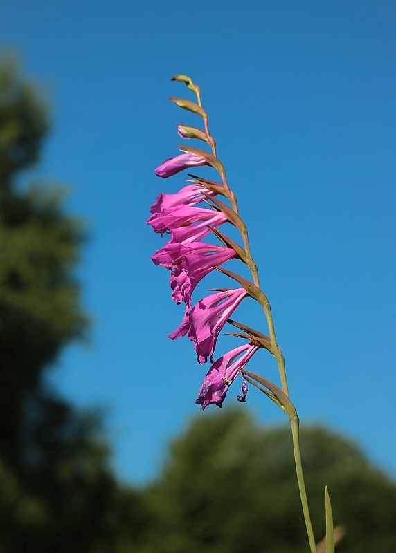 mečík škridlicovitý Gladiolus imbricatus L.