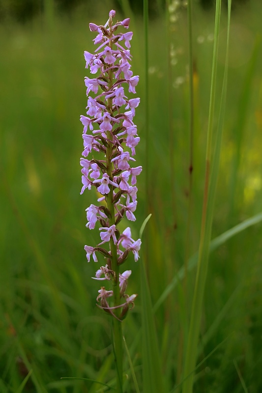 päťprstnica obyčajná Gymnadenia conopsea (L.) R. Br.