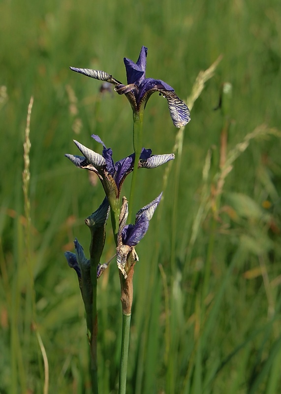 kosatec sibírsky Iris sibirica L.