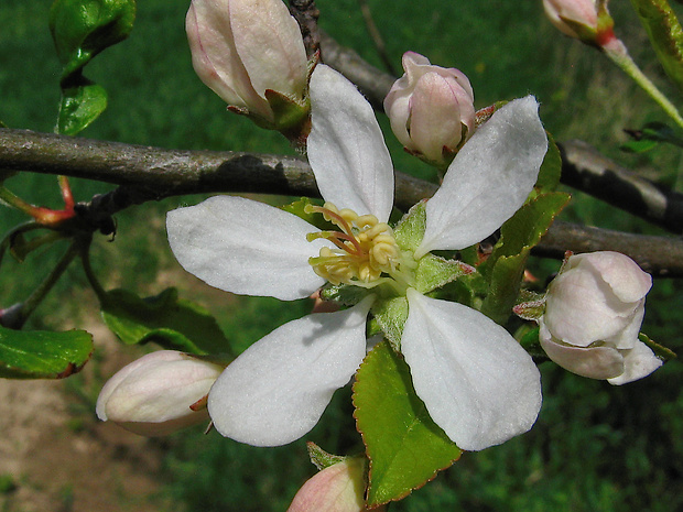 jabloň planá Malus sylvestris Mill.