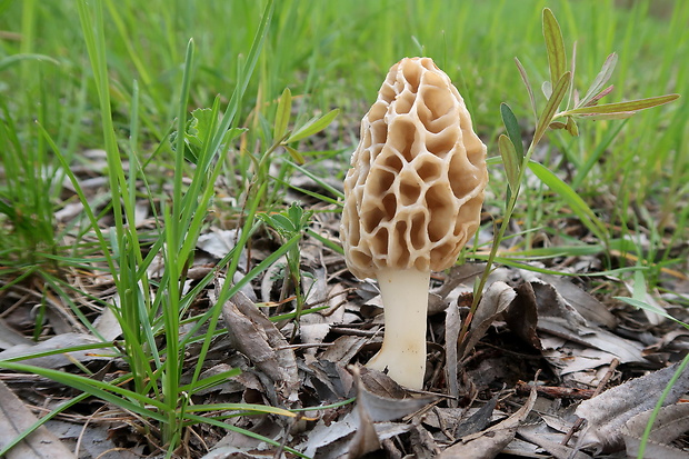 smrčok jedlý Morchella esculenta (L.) Pers.