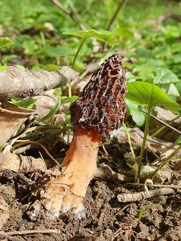 smrčok jedlý Morchella esculenta (L.) Pers.