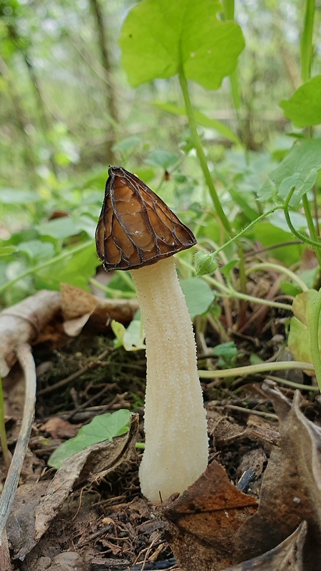 smrčok hybridný Morchella semilibera DC.