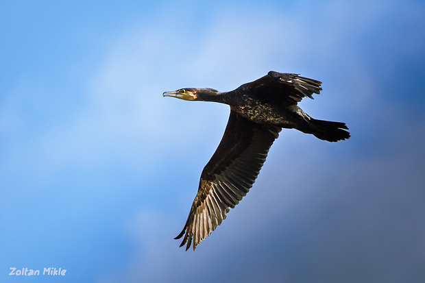 kormorán veľký Phalacrocorax carbo