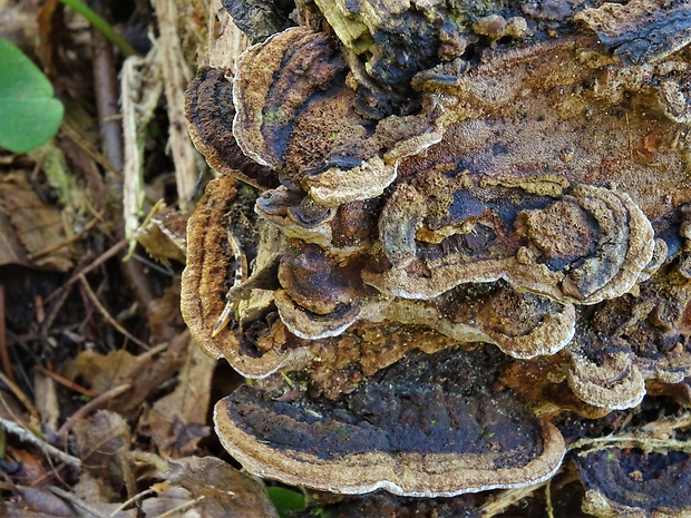 ohňovec škľabkovitý Phellinopsis conchata (Pers.) Y.C. Dai