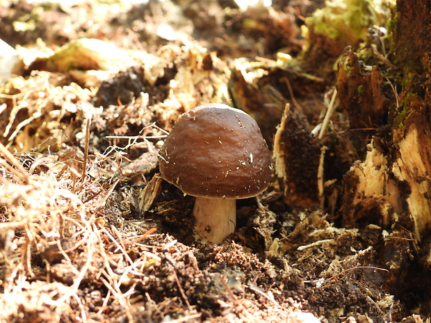 štítovka jelenia Pluteus cervinus (Schaeff.) P. Kumm.