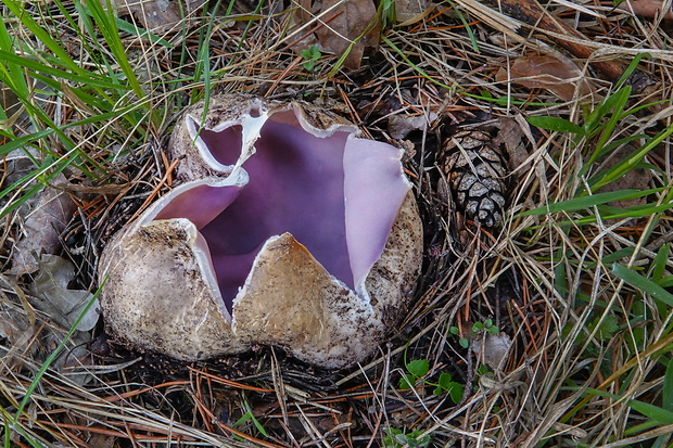 tulipánovka fialová Sarcosphaera coronaria (Jacq.) J. Schröt.