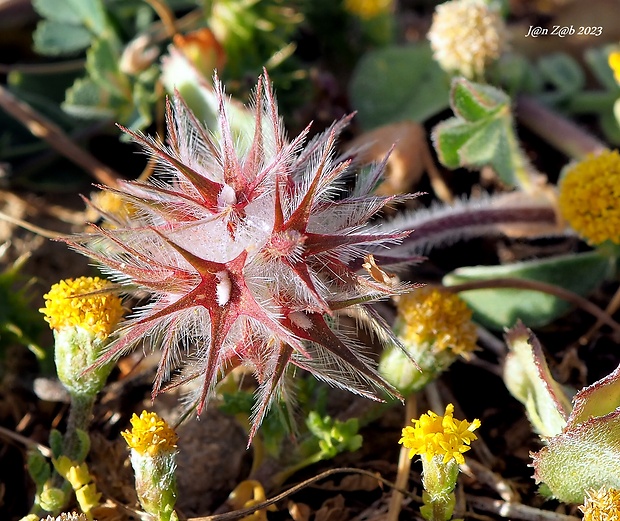 ďatelina hviezdovitá Trifolium stellatum L.