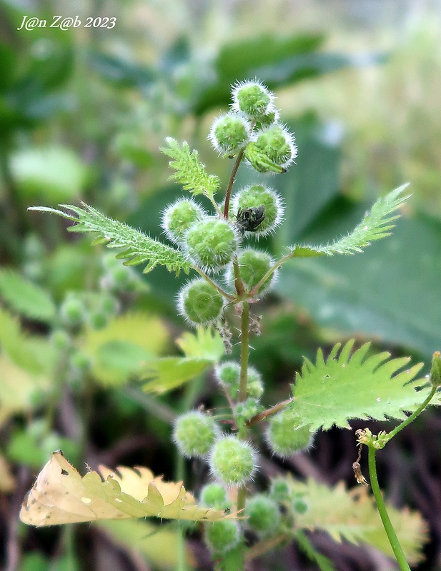 pŕhľava guľkonosná Urtica pilulifera L.