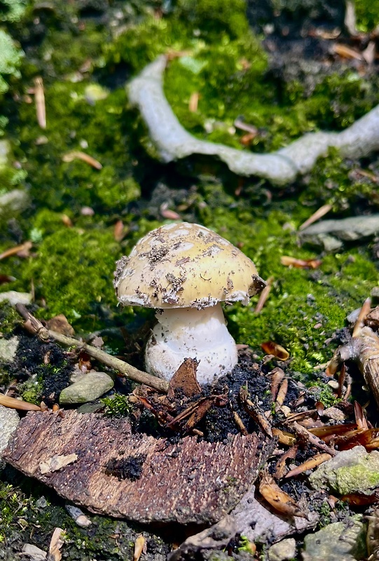 muchotrávka slamovožltá Amanita gemmata (Fr.) Bertill.