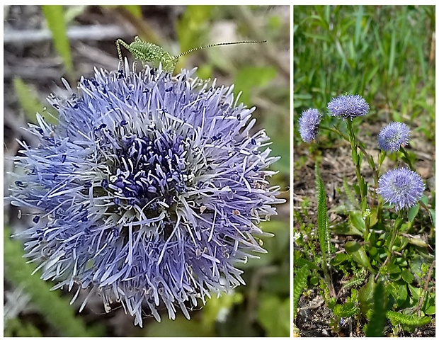 guľôčka bodkovaná Globularia punctata Lapeyr.