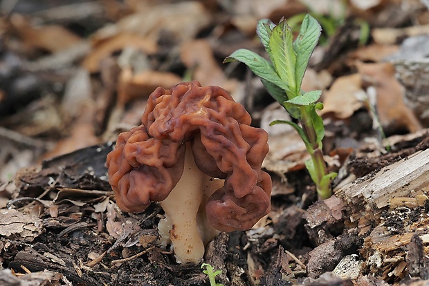 ušiak obyčajný Gyromitra esculenta (Pers.) Fr.