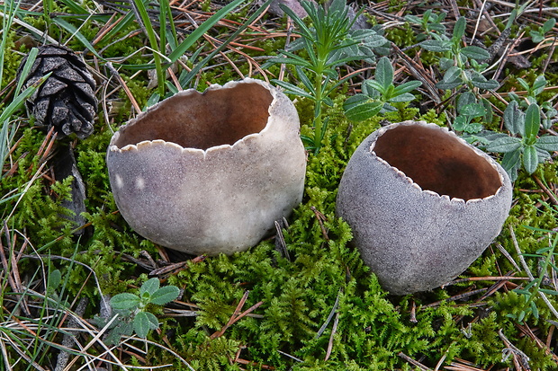 chriapač sosnový Helvella leucomelaena (Pers.) Nannf.