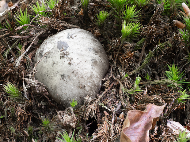 šťavnačka marcová Hygrophorus marzuolus (Fr.) Bres.