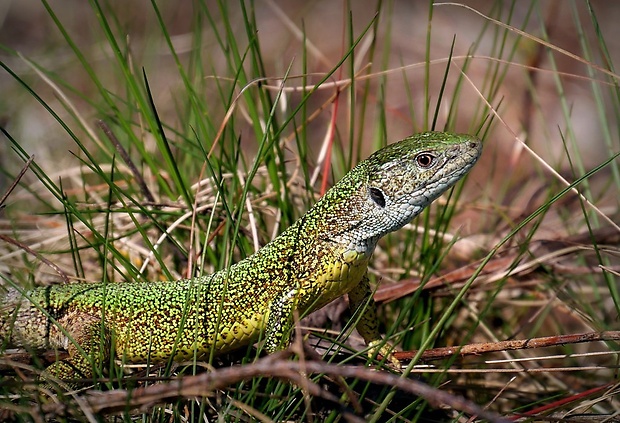 jašterica zelená (sk) / ještěrka zelená (cz) Lacerta viridis (Laurenti, 1768)