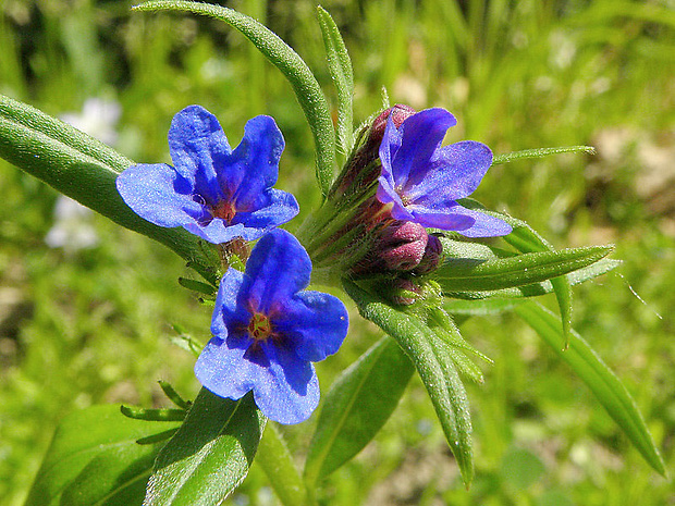 kamienka modropurpurová Lithospermum purpurocaeruleum L.