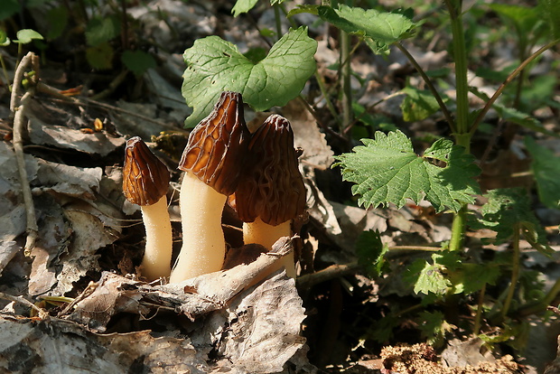 smrčok hybridný Morchella semilibera DC.