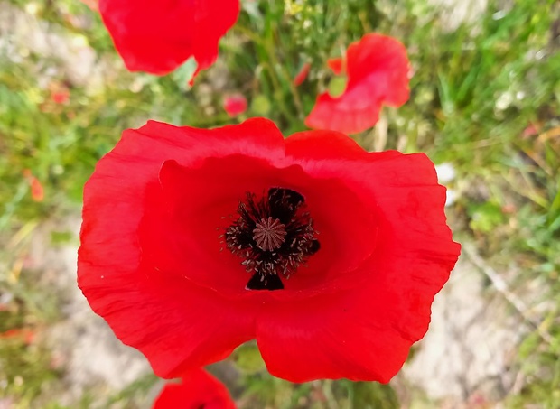 mak vlčí Papaver rhoeas L.