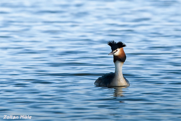 potápka chochlatá Podiceps cristatus