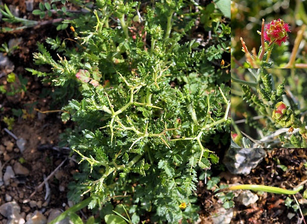 astivida tŕnitá Sarcopoterium spinosum (L.) Spach