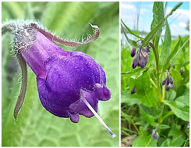 kostihoj lekársky Symphytum officinale L.