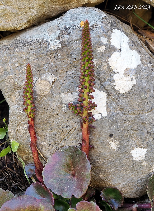 stenový pupočník Umbilicus rupestris (Salisb.) Dandy