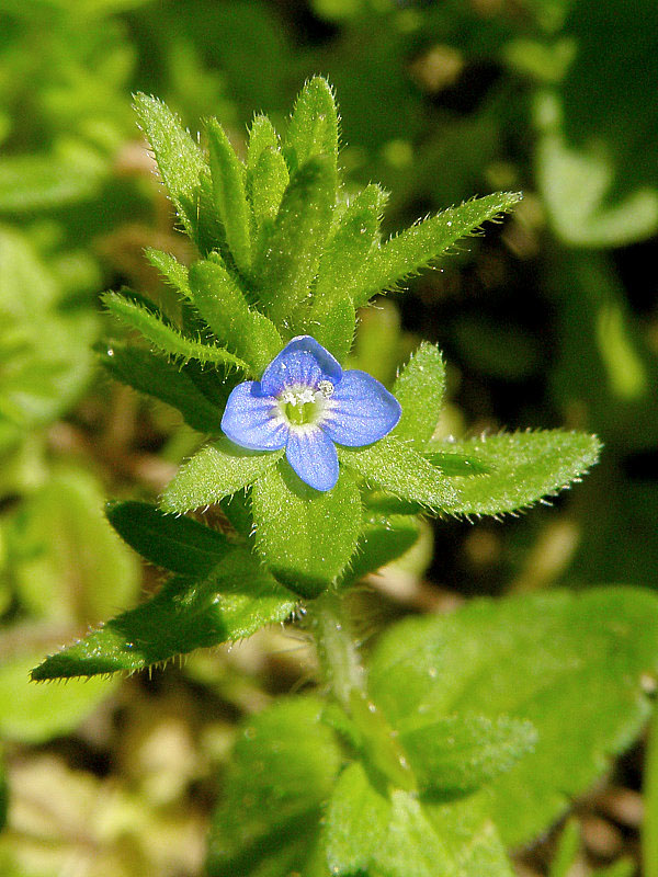 veronika roľná Veronica arvensis L.