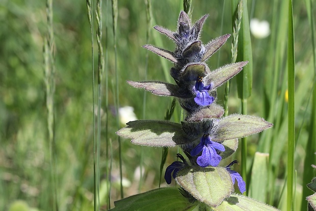 zbehovec plazivý Ajuga reptans L.