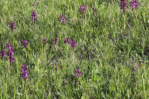 červenohlav obyčajný Anacamptis morio (L.) R. M. Bateman, A. M. Pringeon & M. W. Chase