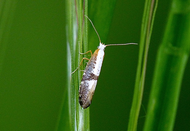 priadzovček krovinový Argyresthia spinosella