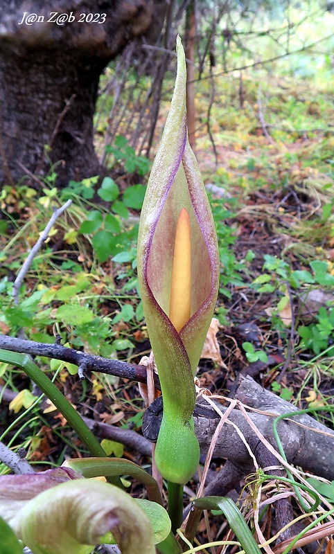 áron Arum concinnatum Schott