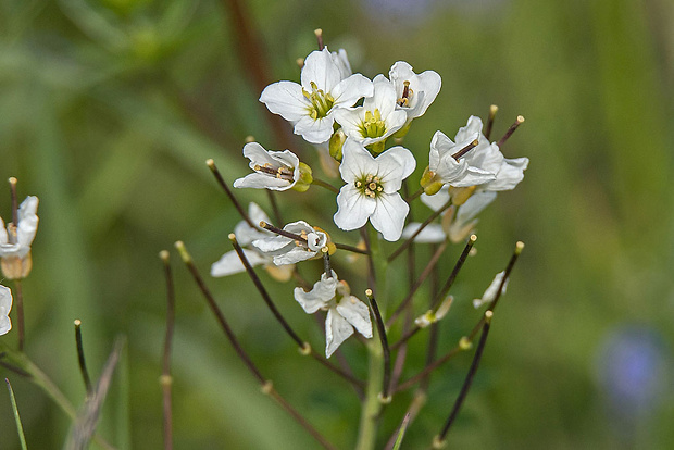 žerušnica Cardamine sp.