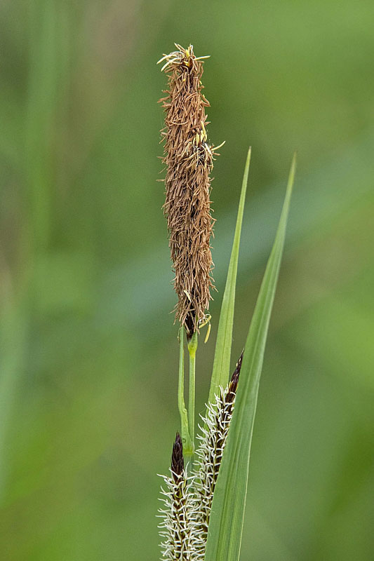 ostrica ostrá Carex cf. acutiformis Ehrh.