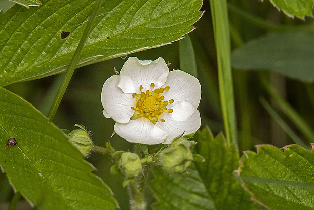 jahoda trávnicová Fragaria viridis (Duchesne) Weston