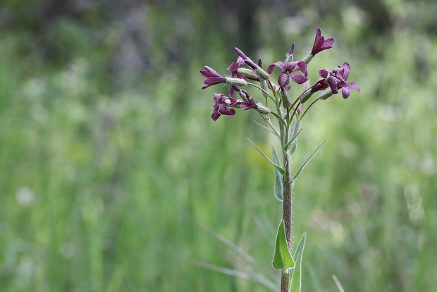 večernica smutná Hesperis tristis L.