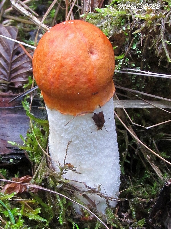 kozák osikový Leccinum albostipitatum den Bakker & Noordel.