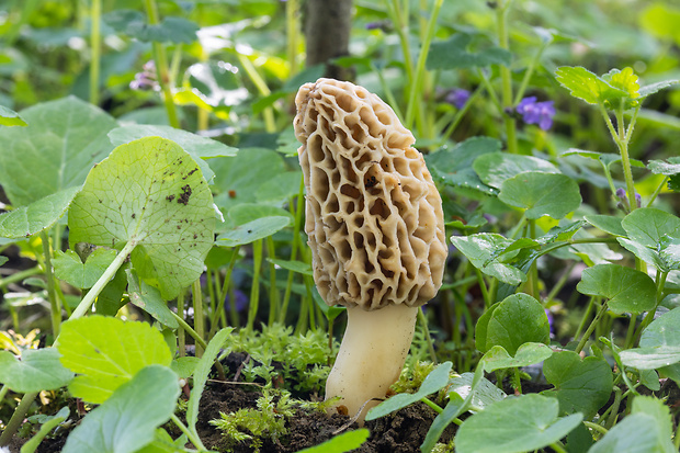 smrčok jedlý Morchella esculenta (L.) Pers.