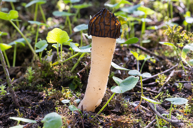 smrčok hybridný Morchella semilibera DC.