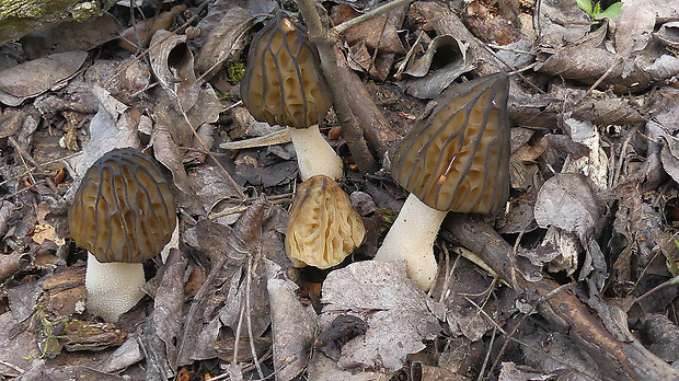 smrčok hybridný Morchella semilibera DC.