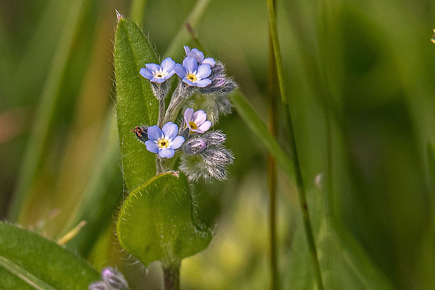 nezábudka Myosotis sp.